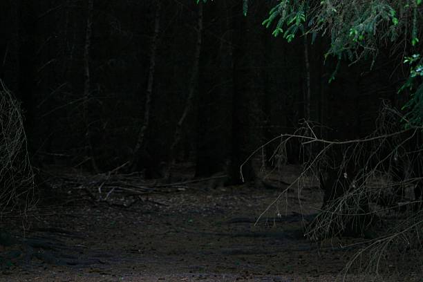 Dense forest scene with low-light setting evokes a serene, mysterious woodland atmosphere, perfect for nature, wilderness, or adventure themes.