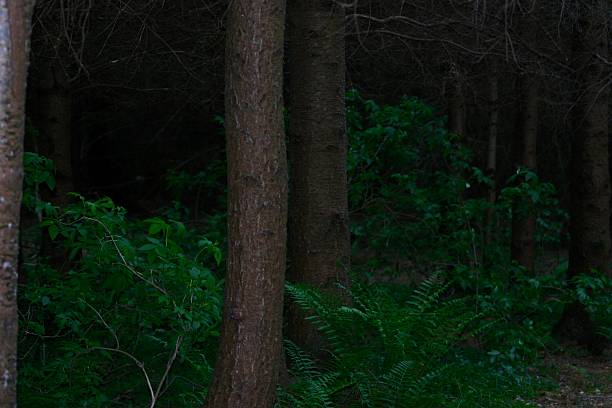 Dense forest scene with tree trunks and lush green leaves. Low-light setting evokes a serene, mysterious woodland atmosphere, perfect for nature, wilderness, or adventure themes.