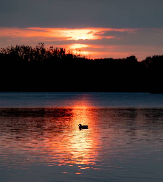 istock Serene sunset with duck silhouette on lake. 2233127483