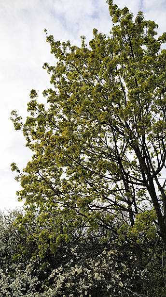 istock Blooming maple tree branches reaching for cloudy sky in tupadly, czech republic. In april 2233129270