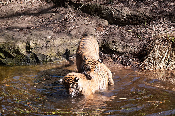 Young tigers have a coat of golden fur with dark stripes, the tiger is the largest wild cat in the world. Tigers are powerful hunters with sharp teeth, strong jaws and agile bodies