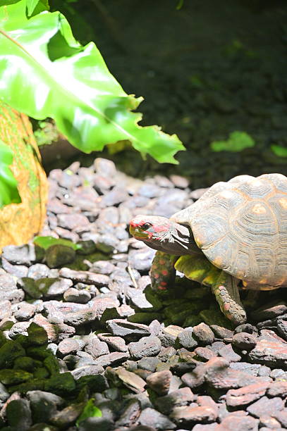 istock Red-Footed Tortoise on Natural Forest Floor 2233131183