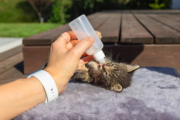 istock Feeding a kitten with a bottle. Fragile life held in human hands as newborn kitten drinks from bottle evoking themes of trust vulnerability and the quiet power of compassion. 2233132856