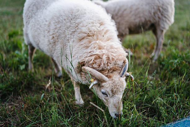 Sheep and ram in the flock eating grass