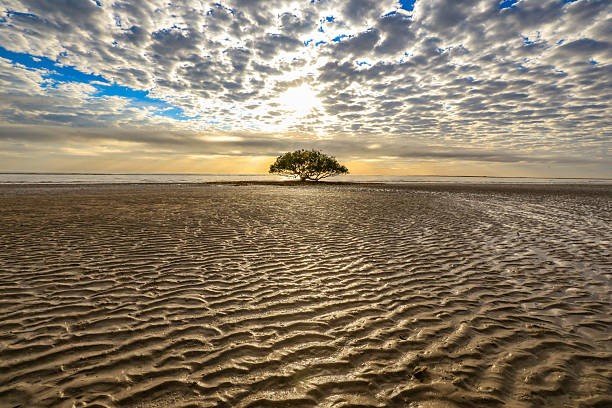 istock Port Hedland beach at low tide, featuring a lone tree standing against the horizon and intricate natural patterns in the sand 2233133426