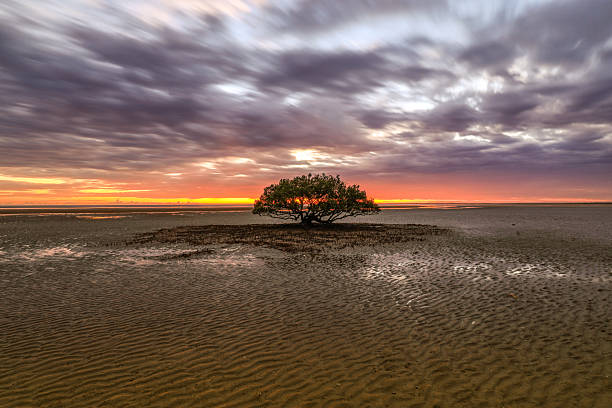 istock Port Hedland beach at low tide, featuring a lone tree standing against the horizon and intricate natural patterns in the sand 2233133460