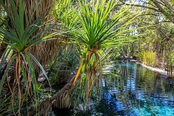 istock Bitter Springs in the Northern Territory, Australia, 2233134192