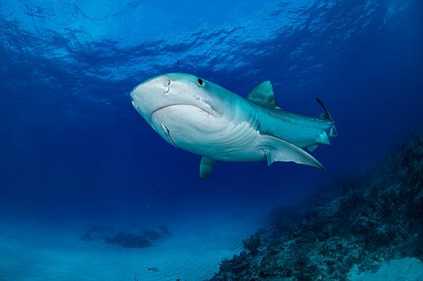 istock Majestic Tiger Shark in Clear Blue Ocean 2233134695