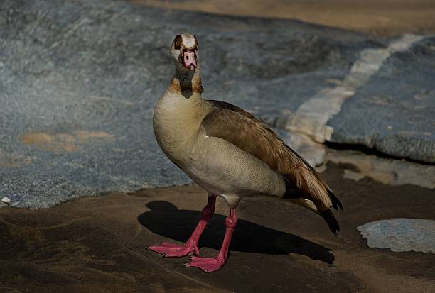 A close-up of an Egyptian goose (Alopochen aegyptiaca) standing on a rocky surface with distinct plumage and pink legs.