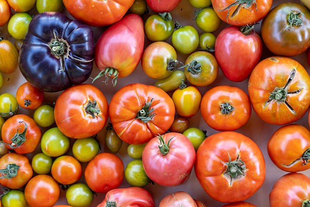 istock A close up of many different colored tomatoes 2233136362