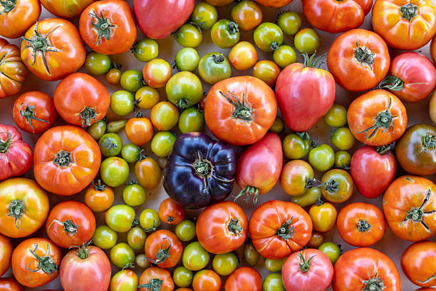 istock A bunch of tomatoes and green tomatoes are spread out on a table 2233136368