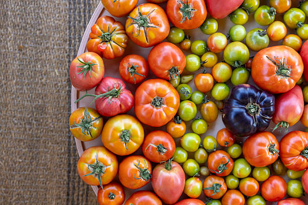 istock A plate of assorted tomatoes and green tomatoes 2233136394