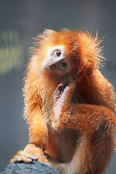 a beautiful little monkey in a zoo in captivity