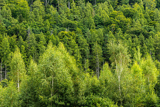 istock Morning mountain forest in Polish mountains, Landscape 2233139962