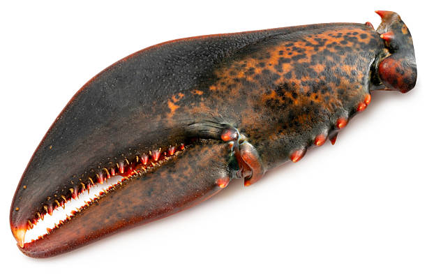 Fresh Lobster claw isolated on white background, Fresh Lobster claw on white With clipping path.