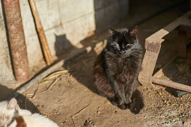 Fluffy black cat sitting in sunlit outdoor space with rustic background and playful shadow.