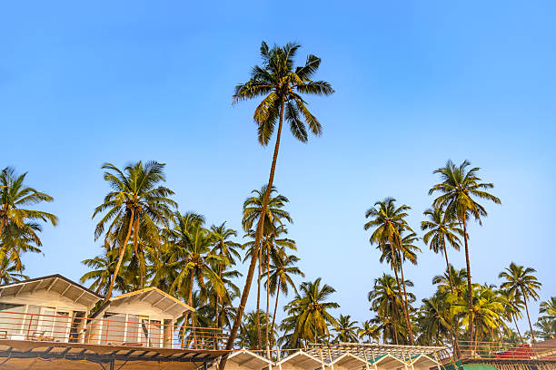 Coastal vacation destination with cozy cabins amidst lush palm trees, radiating tropical ambiance under a vivid blue sky, symbolizing relaxation, warmth, and natural beauty, perfect for a serene getaway by the sea.\n\nGoa, India