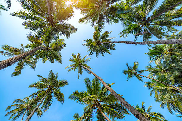 istock View of Palm Trees Against Clear Blue Sky with Sunlight 2233143508