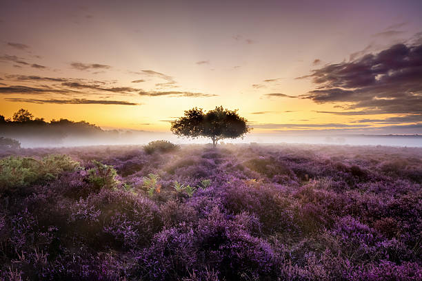 istock Amazing dawn sunrise with single tree and purple heather 2233143848