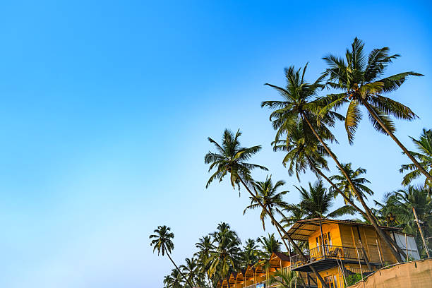 istock Elevated Wooden Cabins Amidst Towering Palm Trees in Goa, India 2233143909