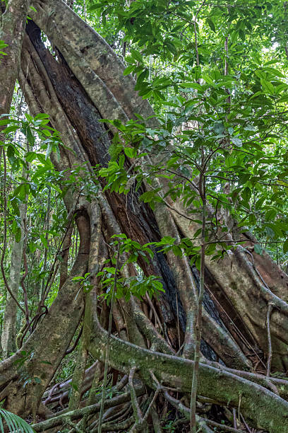 istock Mossman Gorge in Queensland, Australia 2233144623