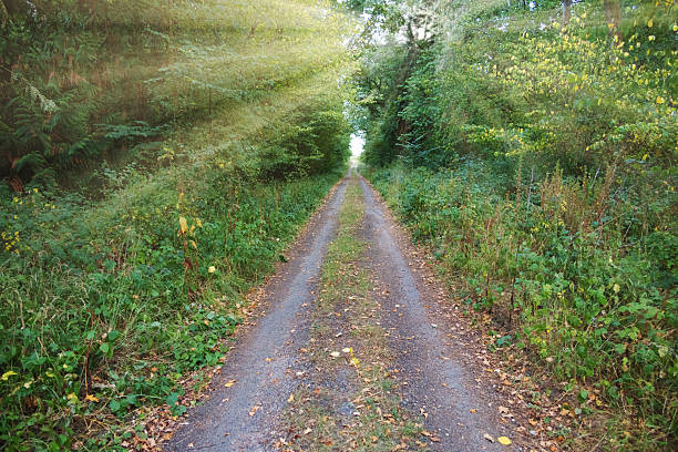 light steaming through remote woodland with a farm track going through it