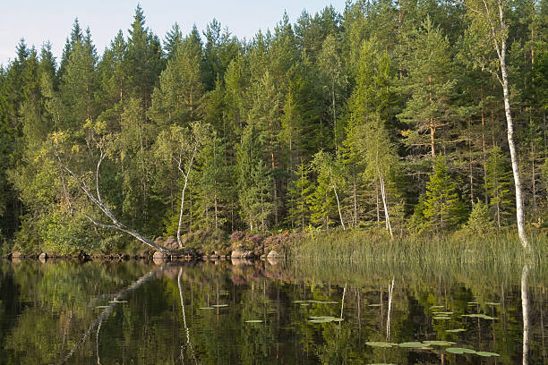 istock Summer forest landscape with reflection in the lake in untouched nature 2233145563