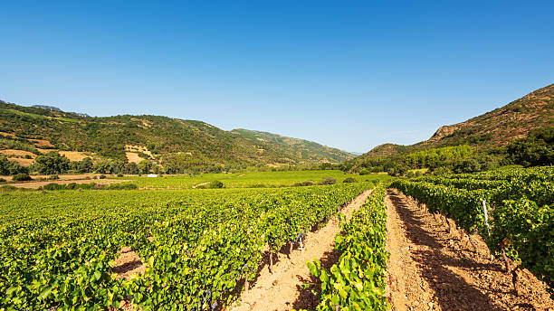 istock Vineyard in a valley surrounded by hills and mountains. Agriculture. 2233146005