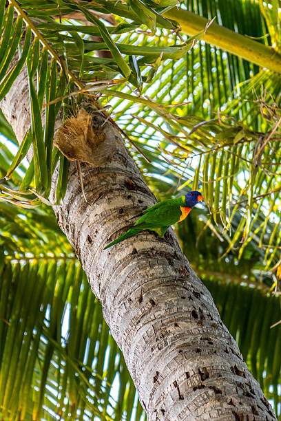 istock Colourful lorikeet perched in a tropical palm tree in Queensland, Australia 2233146006