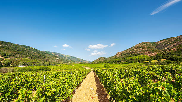 istock Vineyard in a valley surrounded by hills and mountains. Agriculture. 2233146189