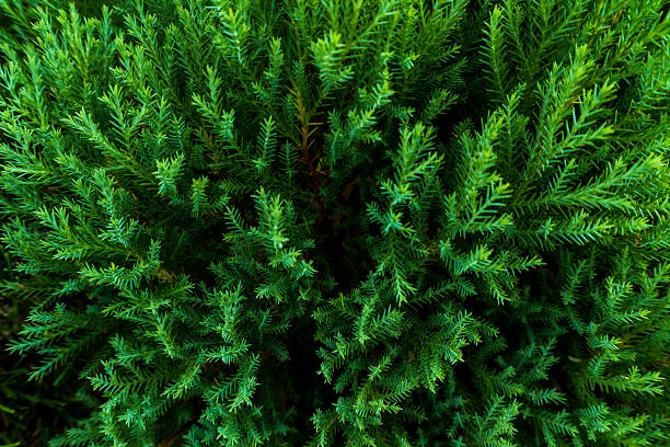 High-quality close-up of clustered pine needles showing layered textures, perfect for eco-inspired wallpapers, packaging, and stock photography.
