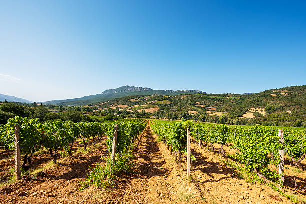 istock Vineyard in a valley surrounded by hills and mountains. Agriculture. 2233146443