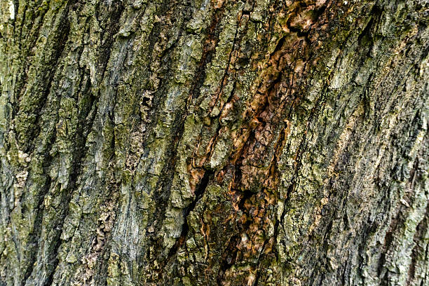 High-resolution macro shot of tree bark showing deep natural grooves and textures, ideal for rustic packaging, botanical backgrounds, and nature-inspired stock photography.