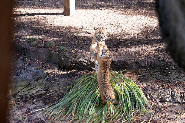 istock the tiger is playing with reeds 2233147847