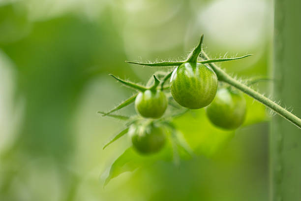 Organic cherry tomatoes in homegrown garden.