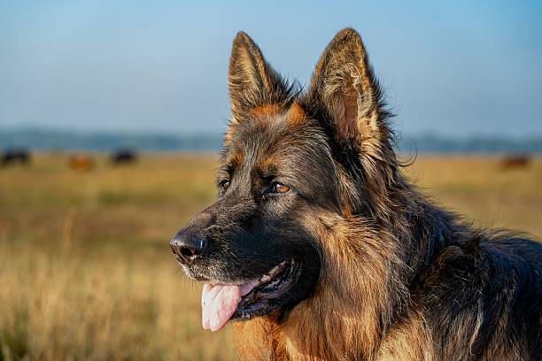istock German Shepherd in a sunny field 2233148303