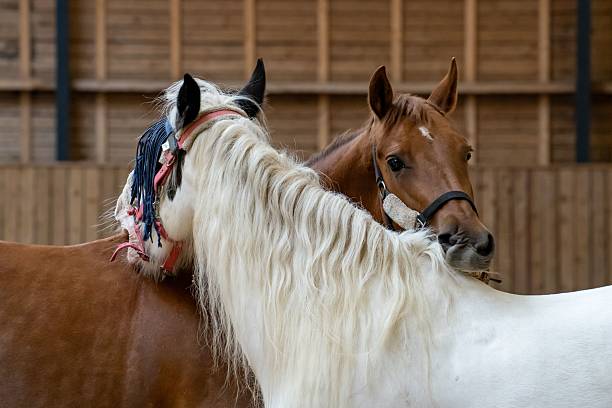 Two horses nuzzling in a stable, showcasing their bond and gentle nature, with a wooden background.
