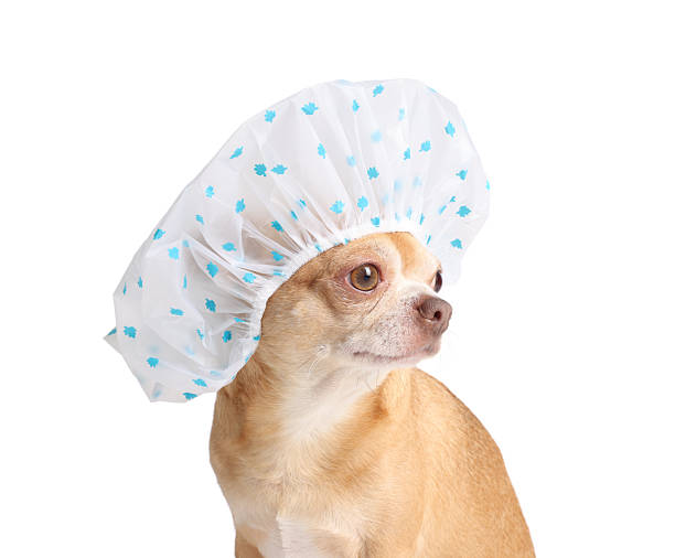 istock Cute funny dog in shower cap on white background 2233149108