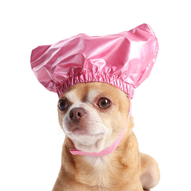 istock Cute funny dog in pink shower cap on white background 2233149118