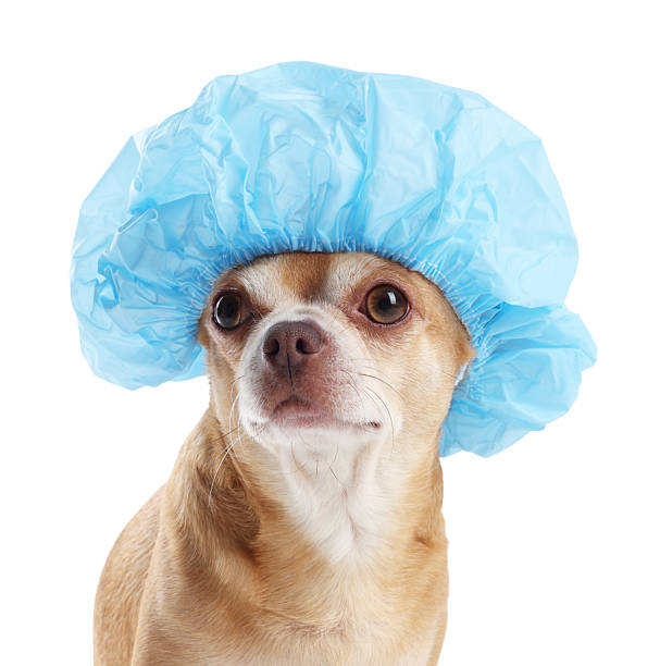 istock Cute funny dog in light blue shower cap on white background 2233149164