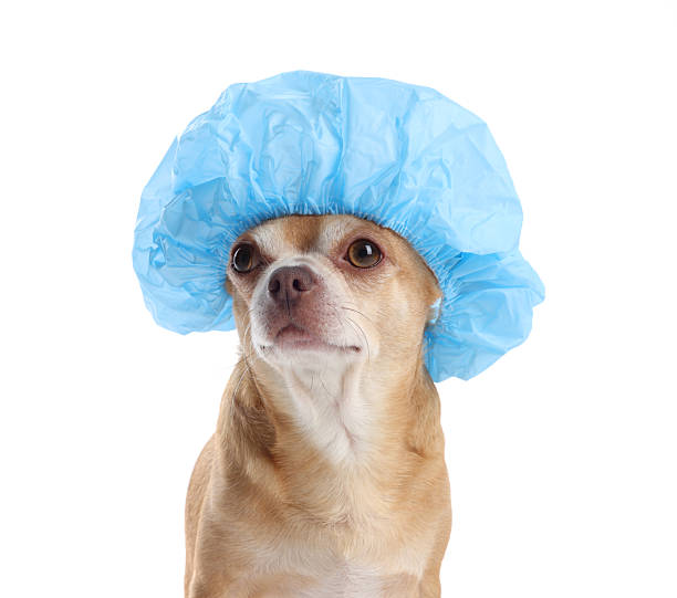 istock Cute funny dog in light blue shower cap on white background 2233149177