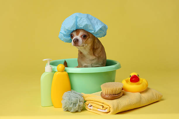 istock Cute funny dog with shower cap and different accessories for bathing on yellow background 2233149212