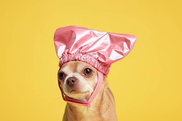 Cute funny dog in pink shower cap on yellow background