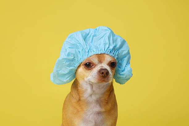 istock Cute funny dog in light blue shower cap on yellow background 2233149272