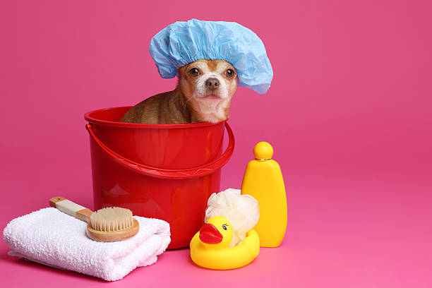 Cute funny dog with shower cap and different accessories for bathing on pink background. Space for text