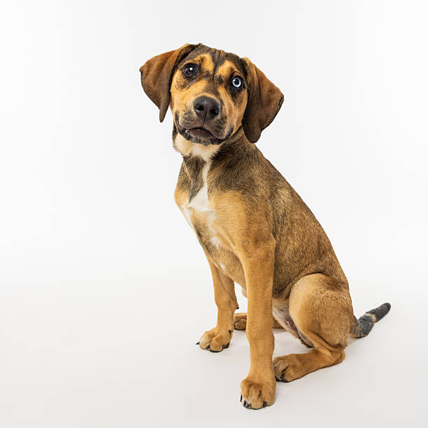 istock Brown Dog Sitting and Looking Curious 2233151772