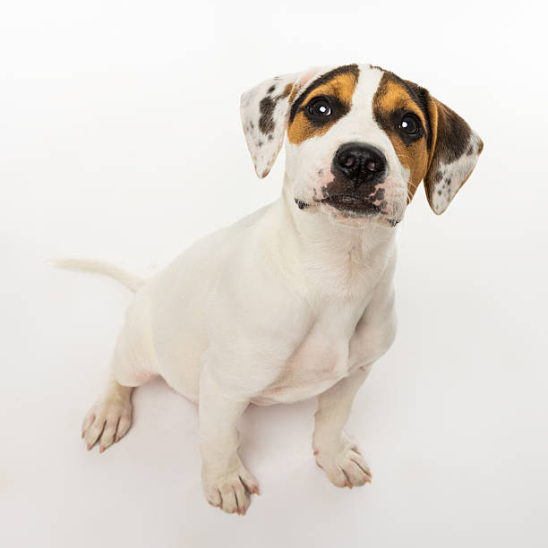 istock Puppy Sitting and Looking Up 2233151877