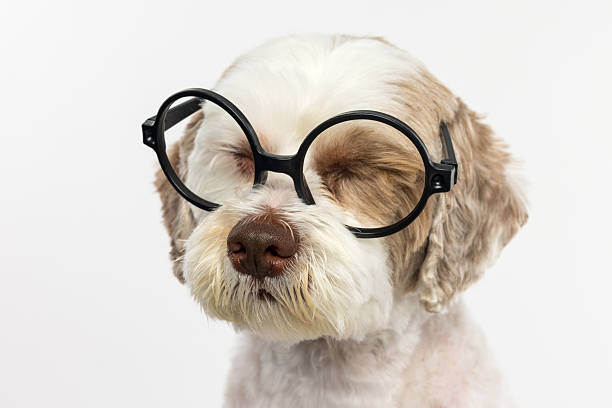 istock Cute Dog Wearing Round Glasses 2233152035