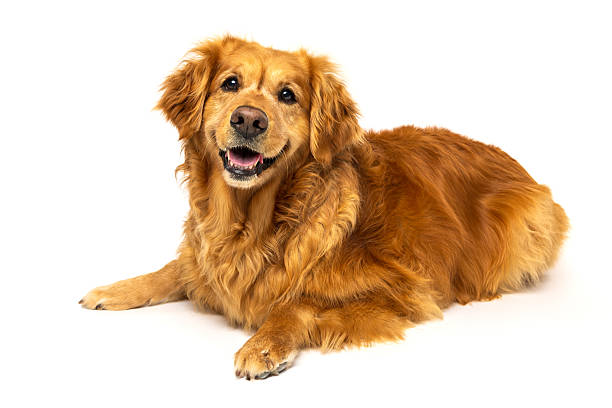 istock Golden Retriever Lying Down on White Background 2233152059