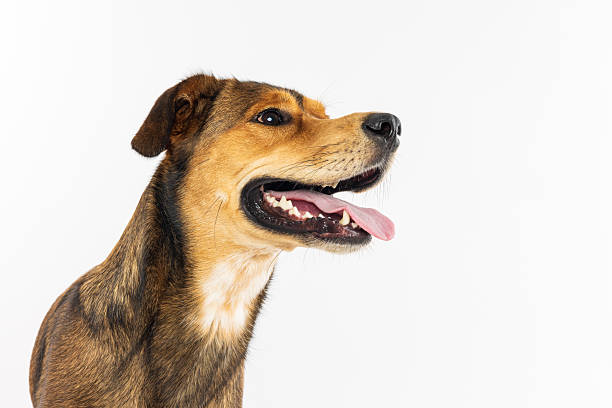 istock Brown Dog Side Profile with Tongue Out 2233152085